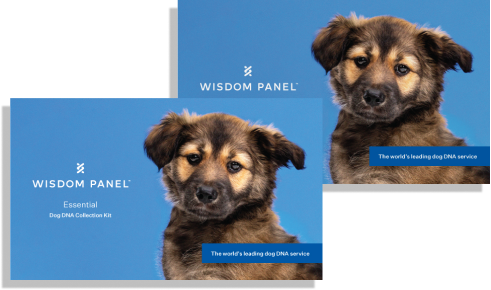 Wisdom Panel™ Essential Bundle